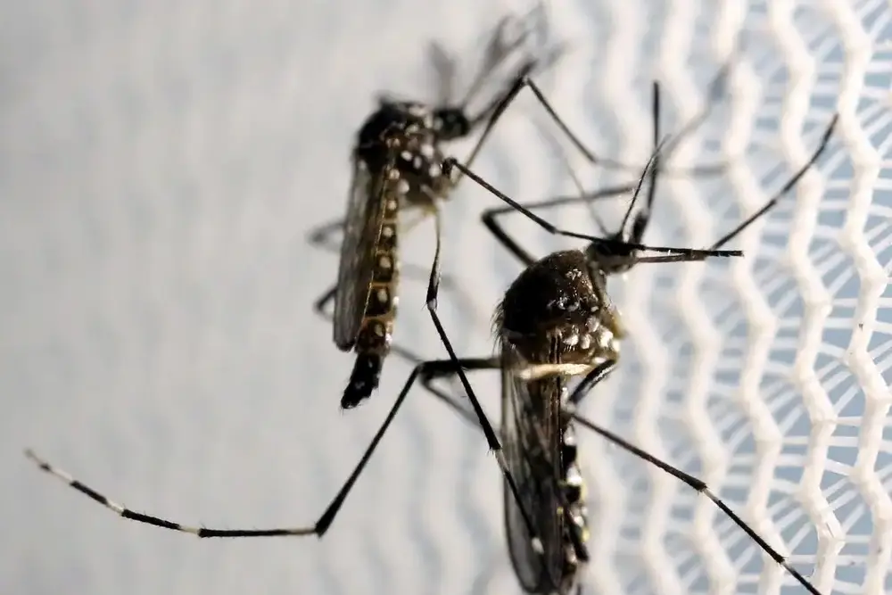 Butantan obtém aval para produzir vacina contra chikungunya