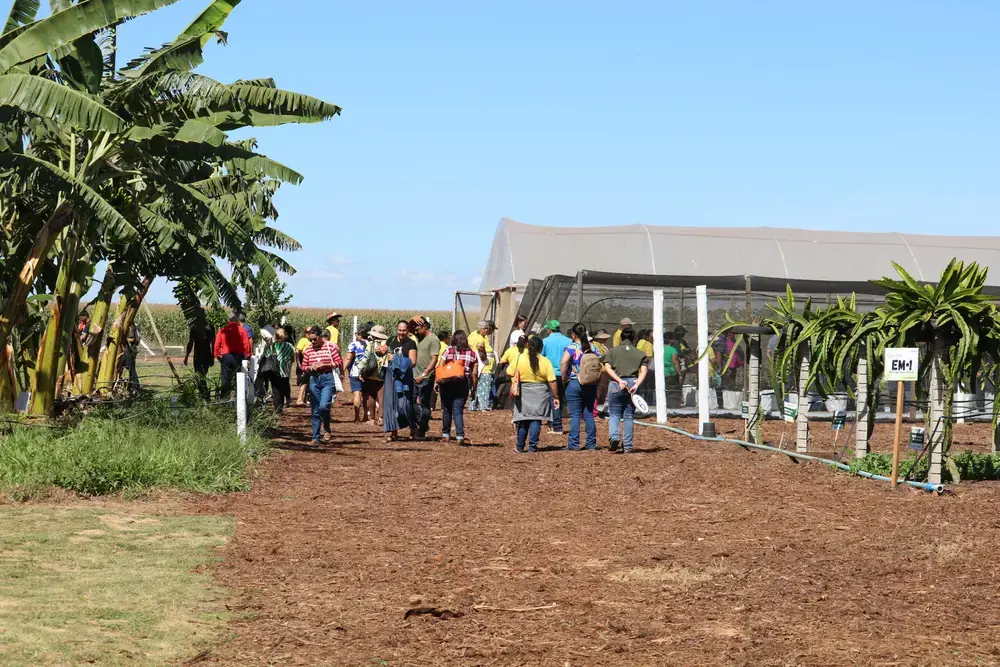 Emater-DF apresenta circuito de fruticultura na AgroBrasília 2026